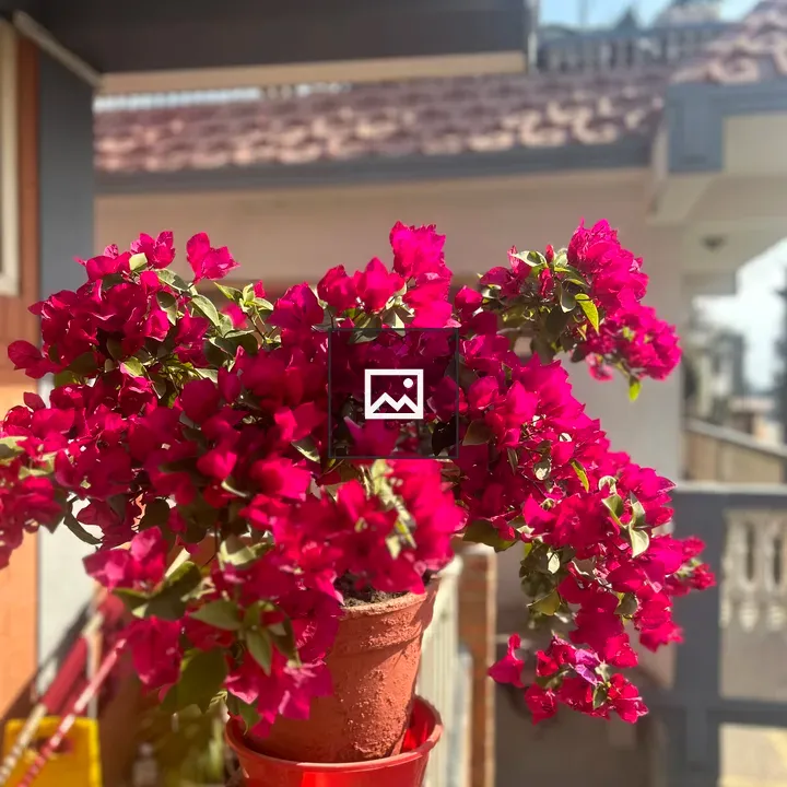 Red rose in a flower pot