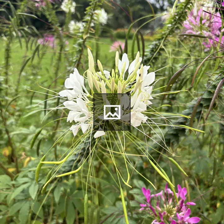 White and Pink Cleome Flowers