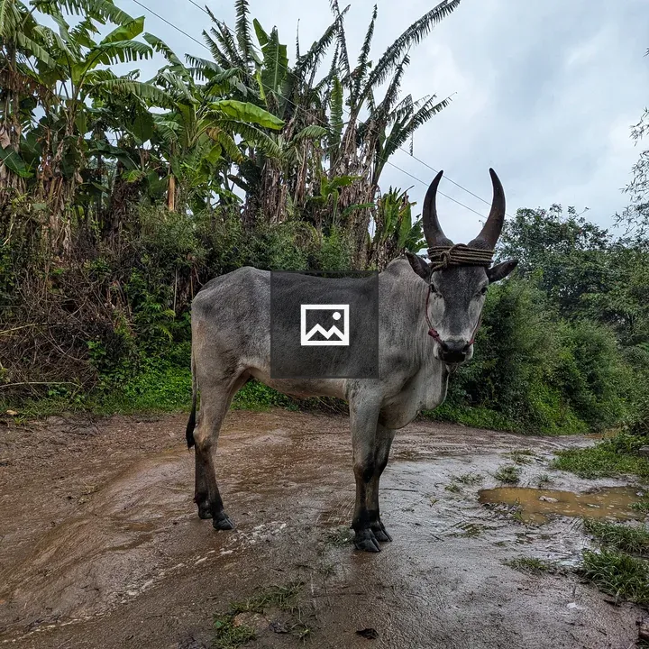 Gray bull on muddy path