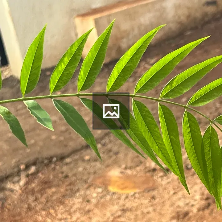 Compound leaf with fern-like shape
