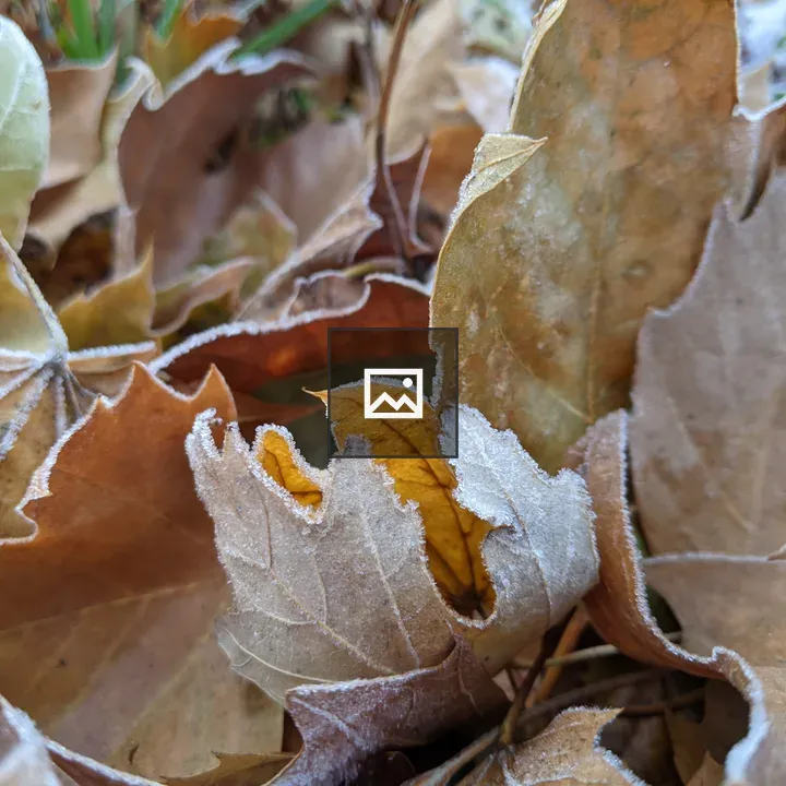 Frost on Autumn Leaves