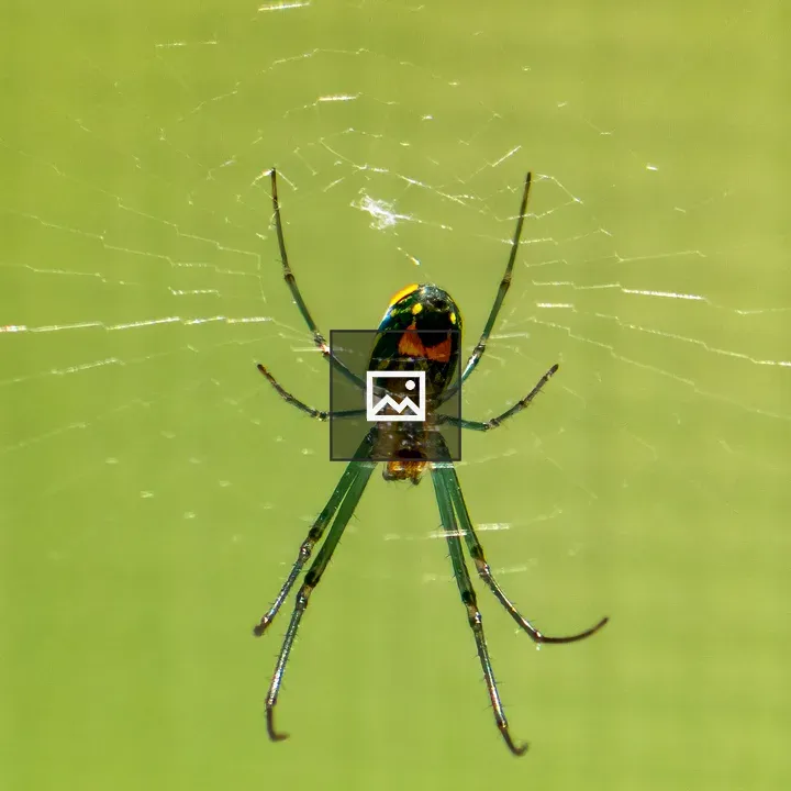 Orchard Orbweaver Spider