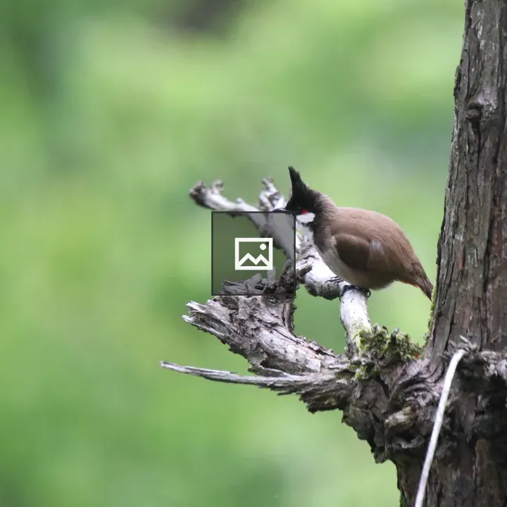 Red-whiskered Bulbul on a twig