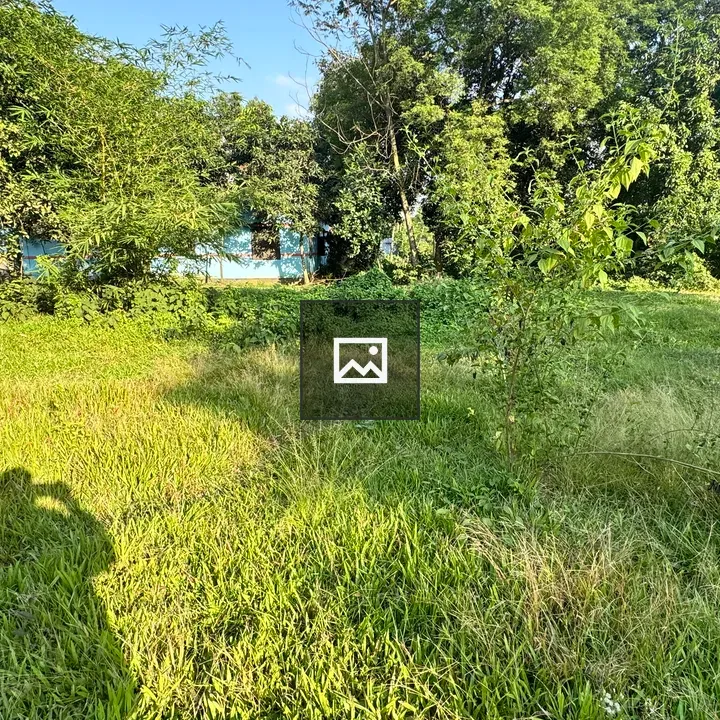 Sunny Green Outdoor Scene