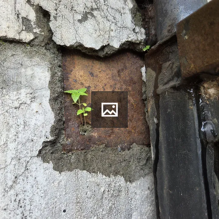 Tiny Green Plant Through Wall