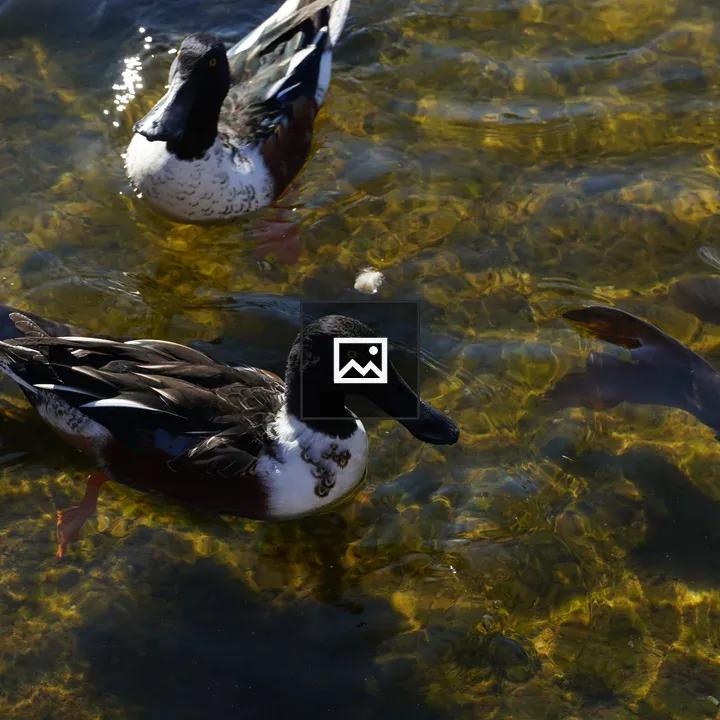 Ducks on Water in Black and White