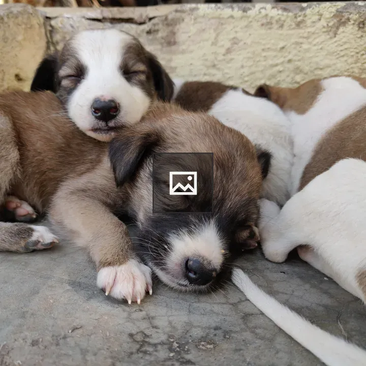 Puppies Sleeping in a Pile
