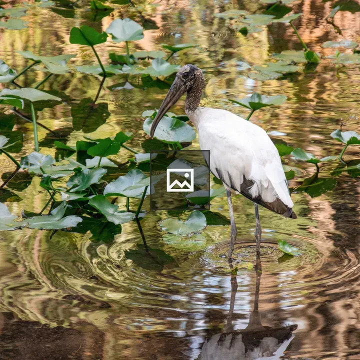 Wood Stork in Florida Swamp