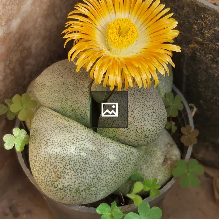 Lithops plant with yellow flower