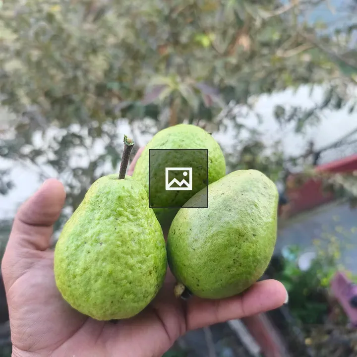 Guavas in Hand