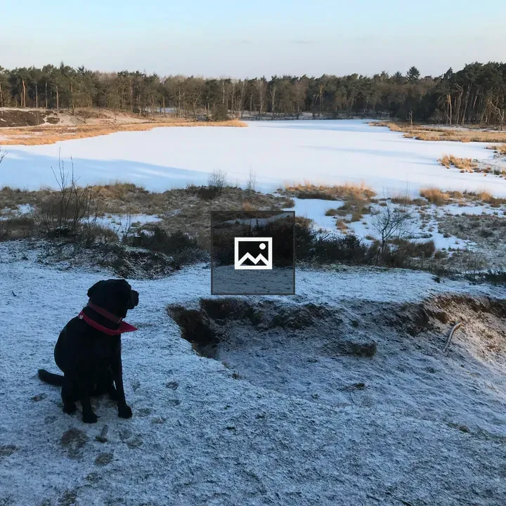 Black dog on snowy lake edge