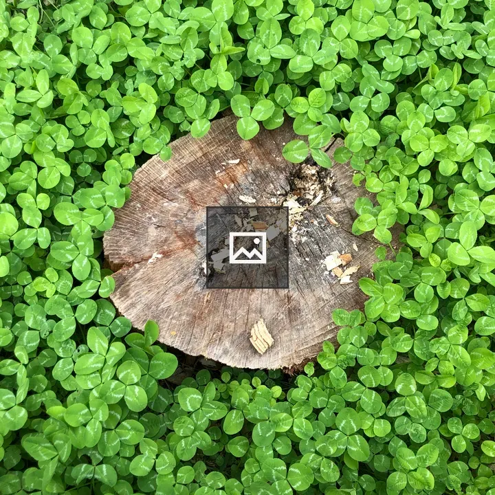 Tree stump with green foliage