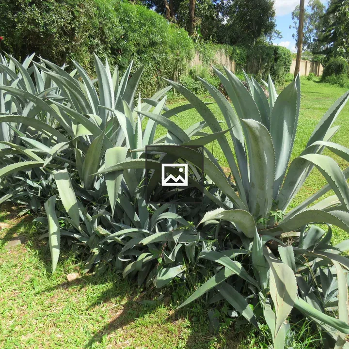 Agave Plants in Row