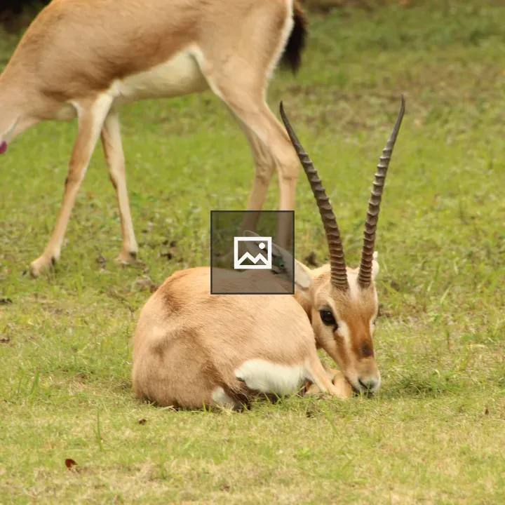 Antelope pair in grassland