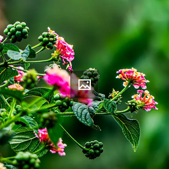 Lantana Camara Flower Cluster