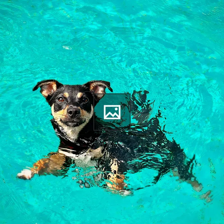 Dog swimming in pool