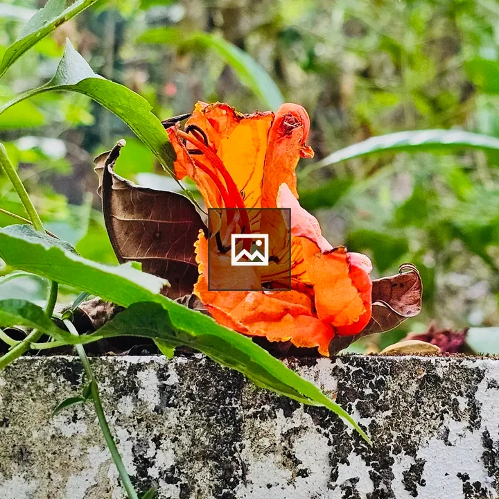 A fallen flower of African tulip tree