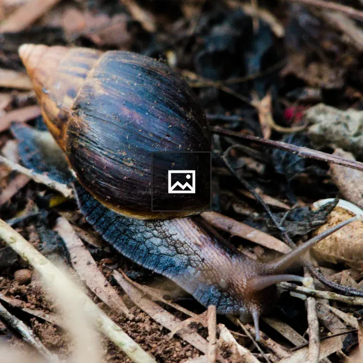 Snail from Uganda