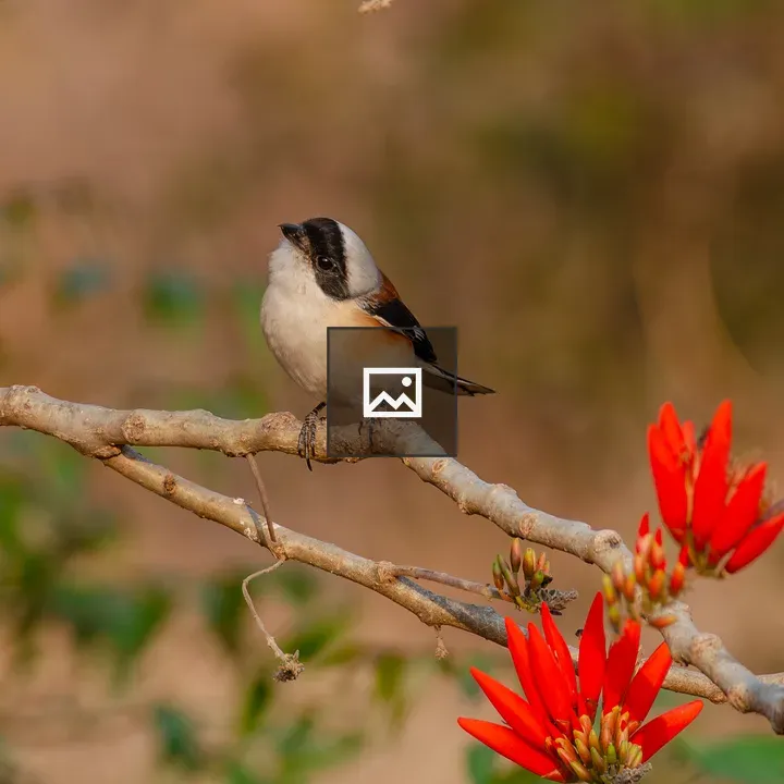 Shrike Bird