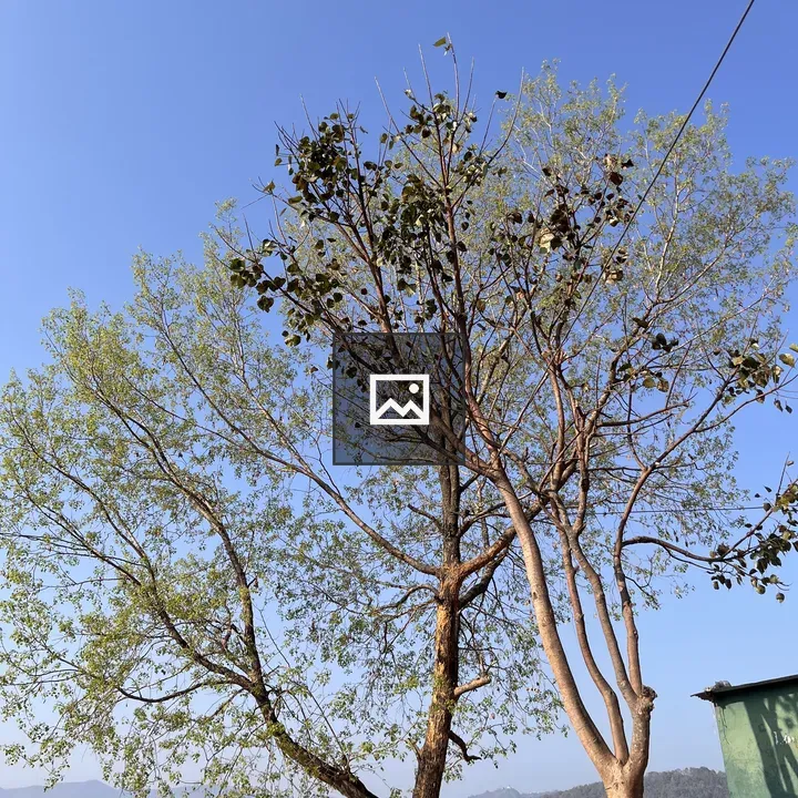 Pair of Trees Under Blue Sky