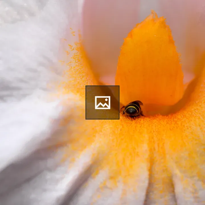 Flower and Honeybee