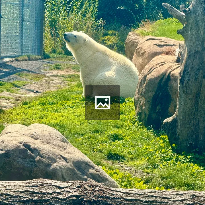 Polar bear on grass by fence