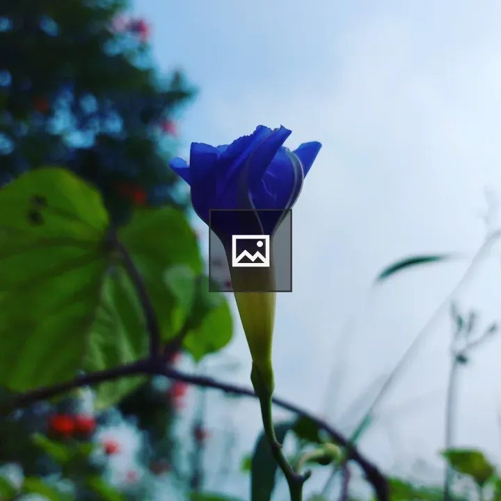 Blue Morning Glory Bud