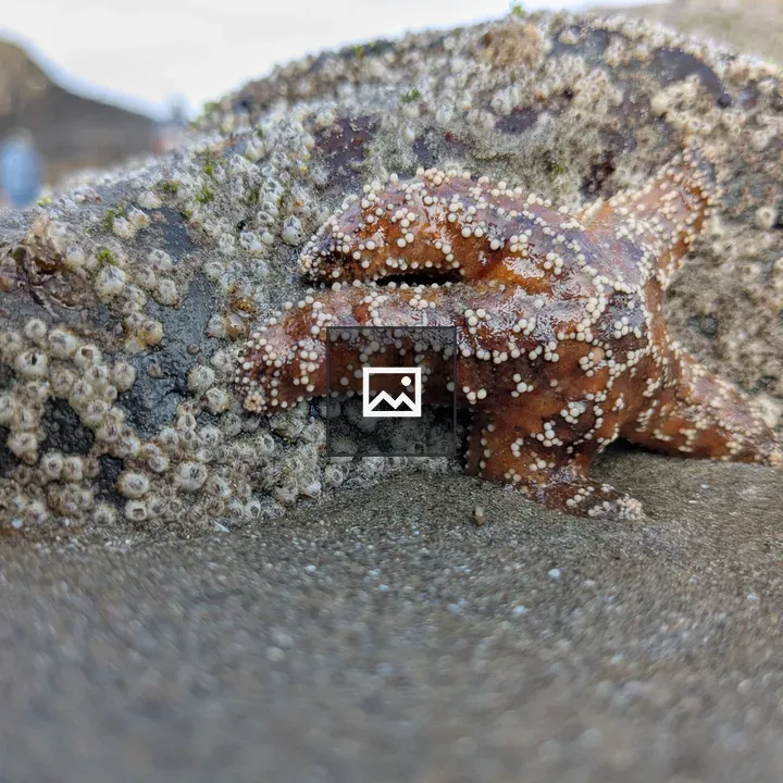 Orange sea star on barnacle rock