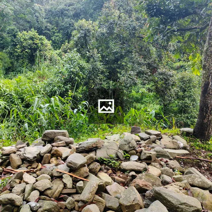 Dense green forest scene