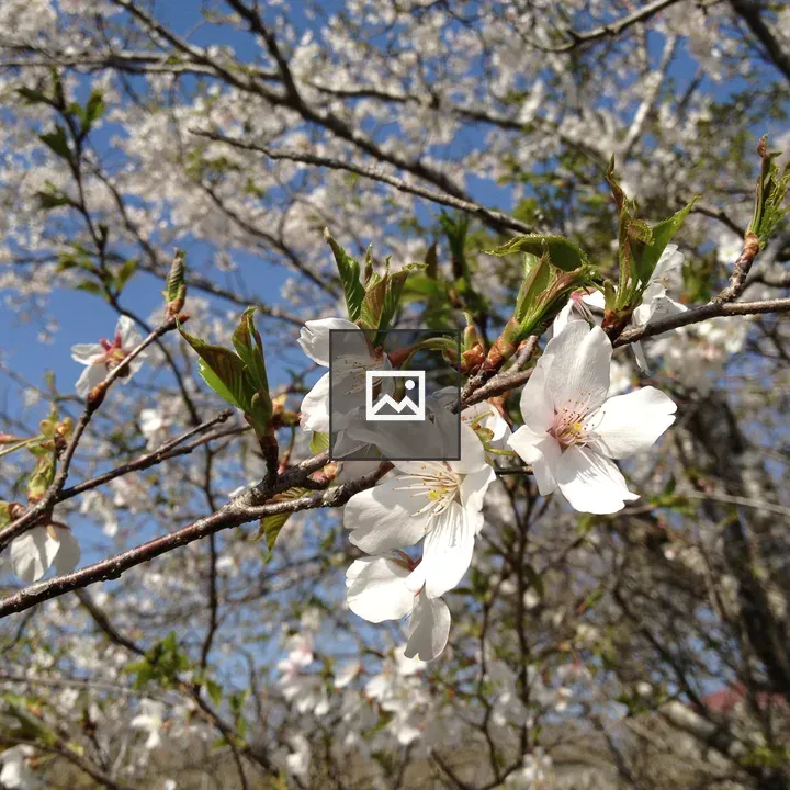 Mountain Cherry Blossom