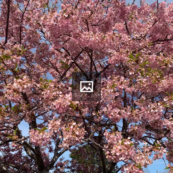Kawazu-zakura in the garden