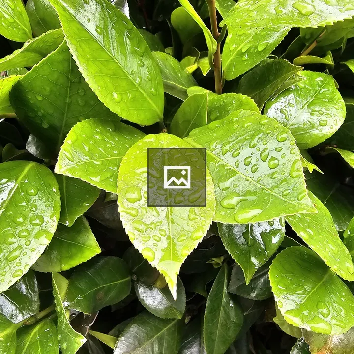 Close-up Leaves with Water Droplets