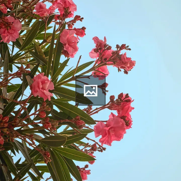 Oleander Branch with Pink Flowers