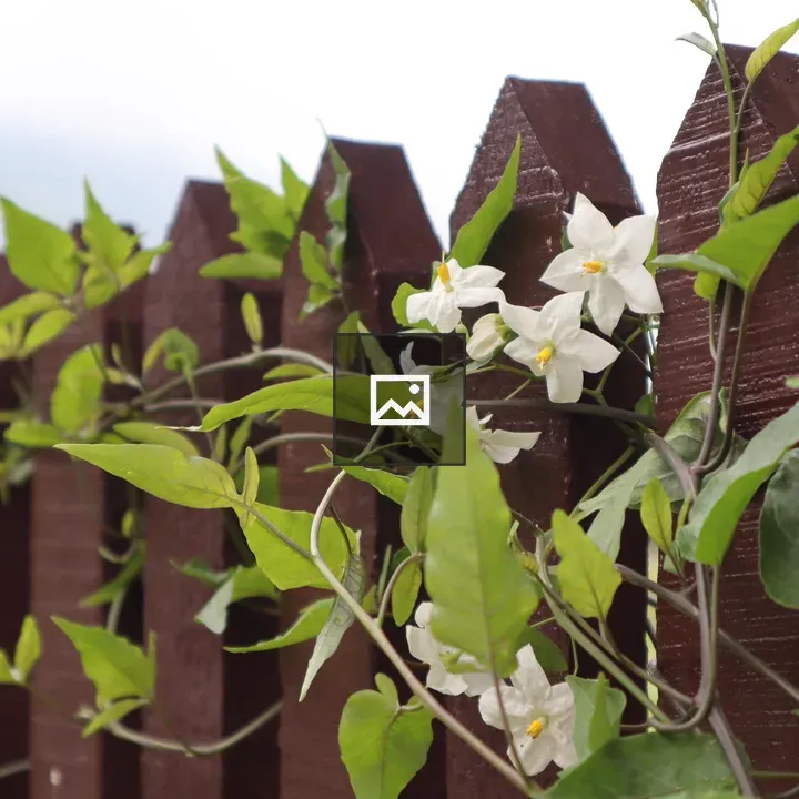 Brown wooden picket fence with vines