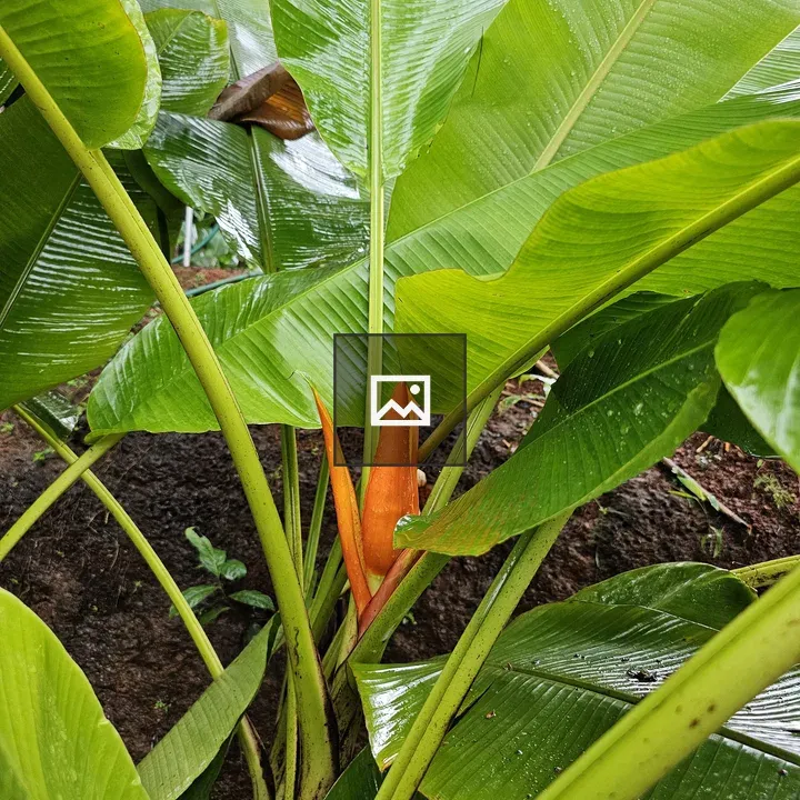 Banana flower among green leaves