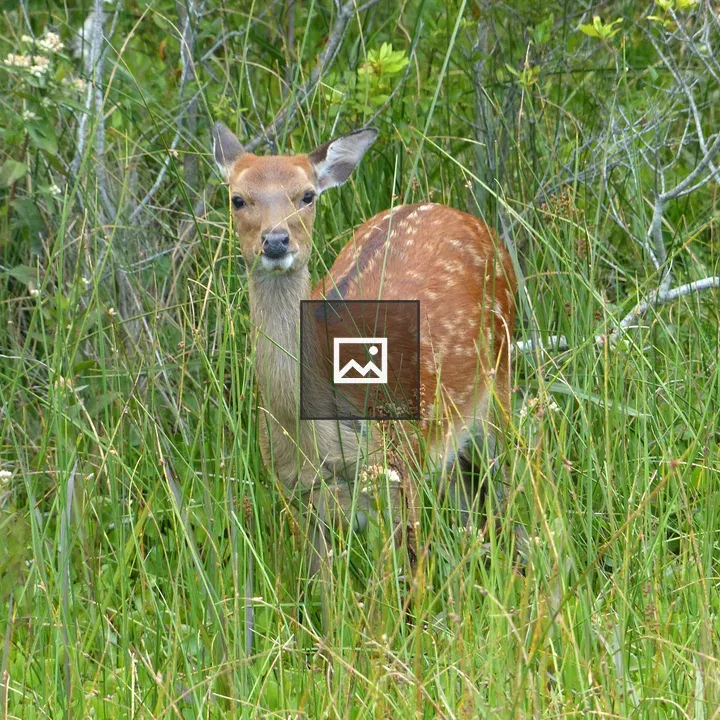 Sika Deer at Assateague Island