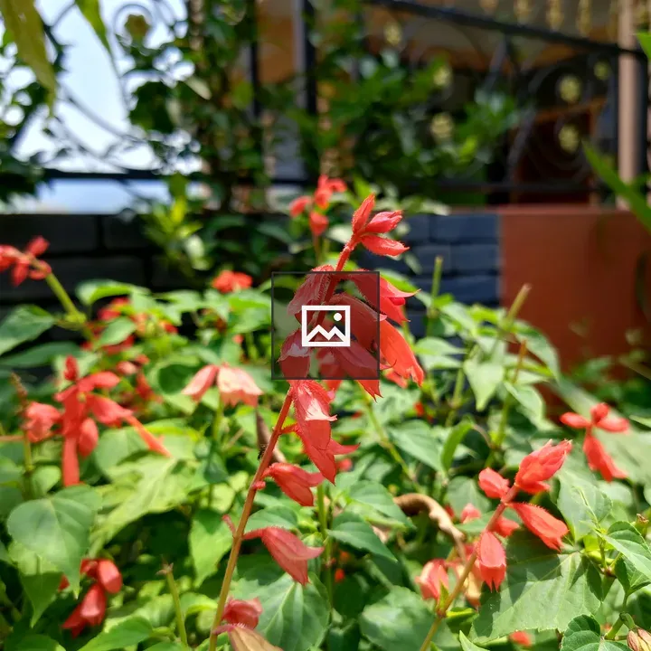Patch of coral-red flowers