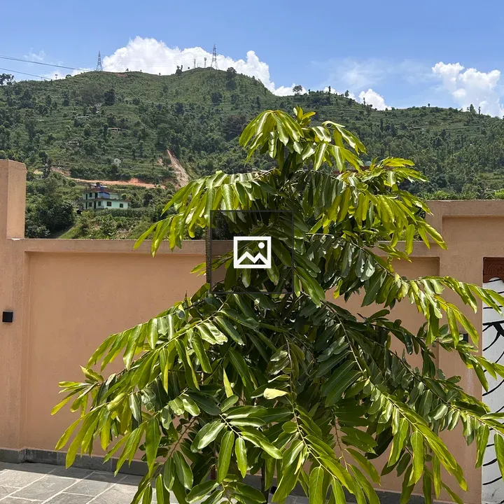 Green tree with glossy leaves