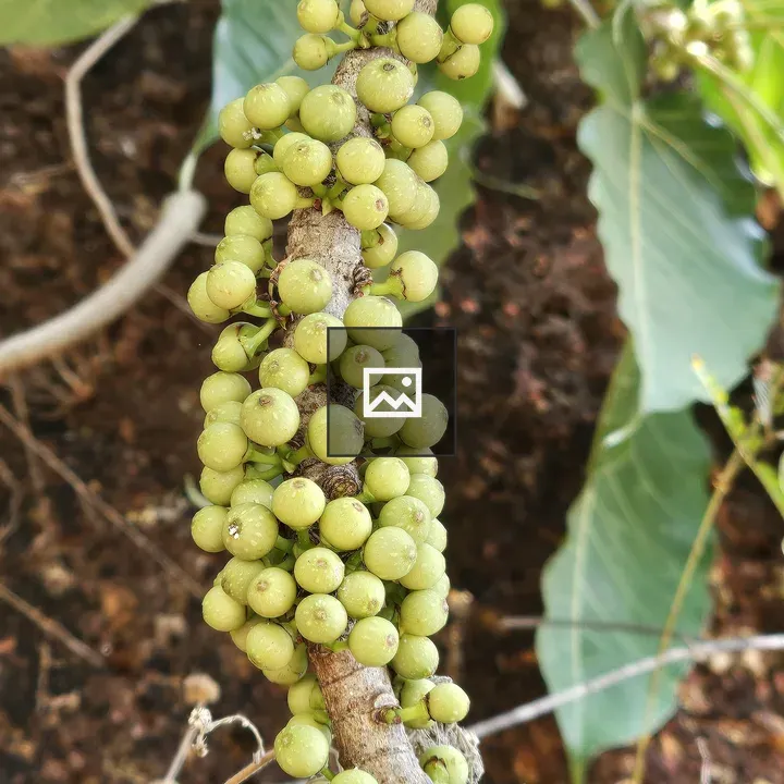 Branch with Ficus Arnottina Fruits
