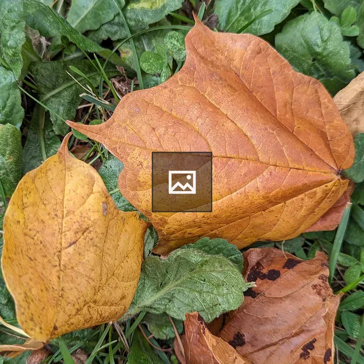Dry orange leaves