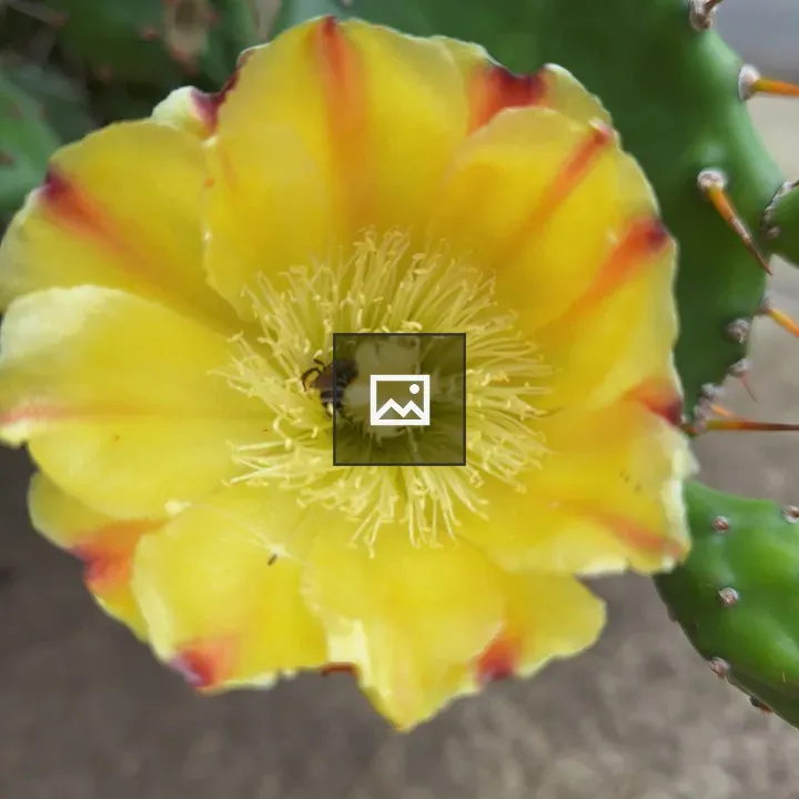Yellow cactus flower close-up