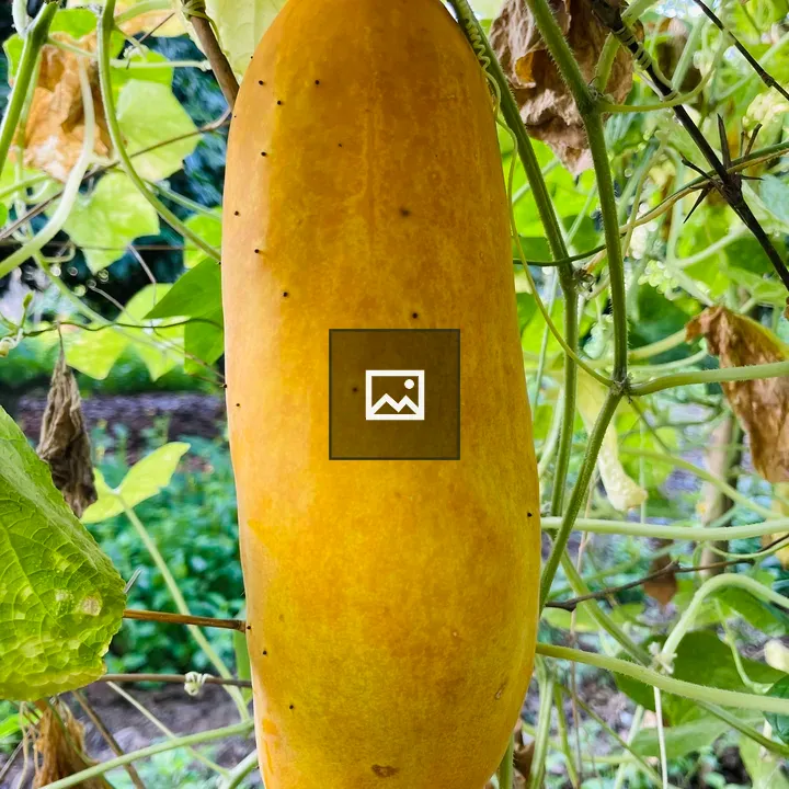 Yellow cucumber on vine