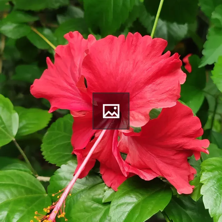 Red hibiscus in bloom