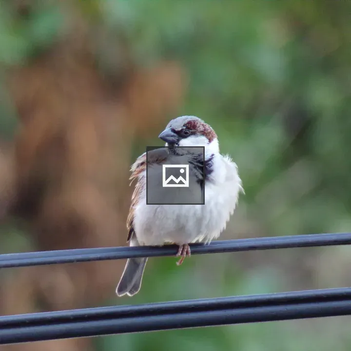 Sparrow on wires