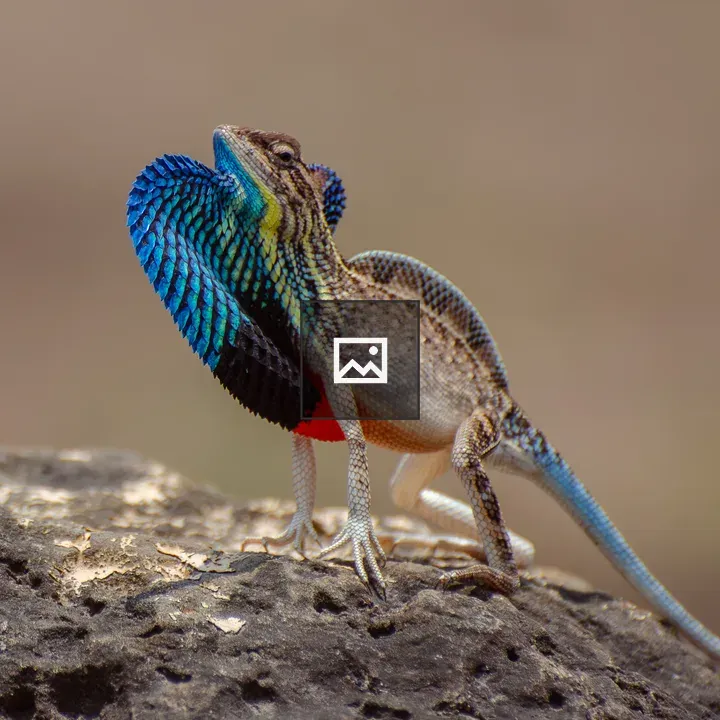 Fan-throated lizard on rock