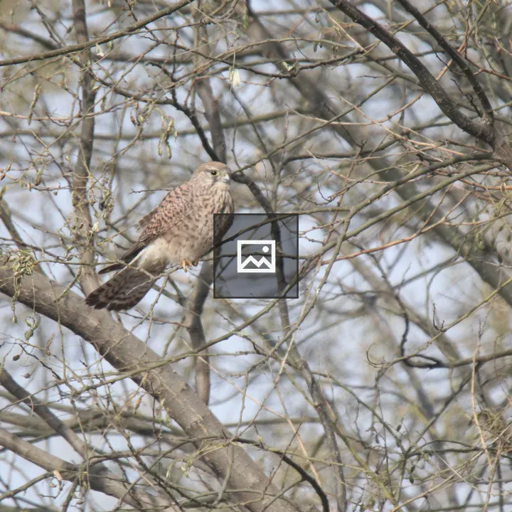 Common Kestrel on a Branch
