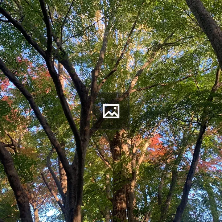 Thicket in Toeda Forest, Red Tinge