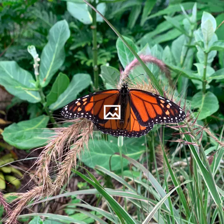Monarch butterfly