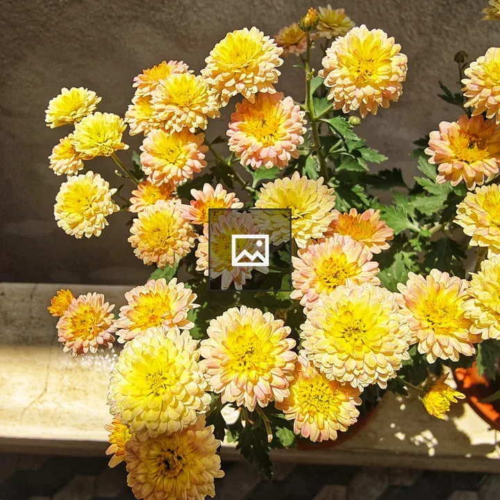 Chrysanthemum Bouquet in Pink and Yellow