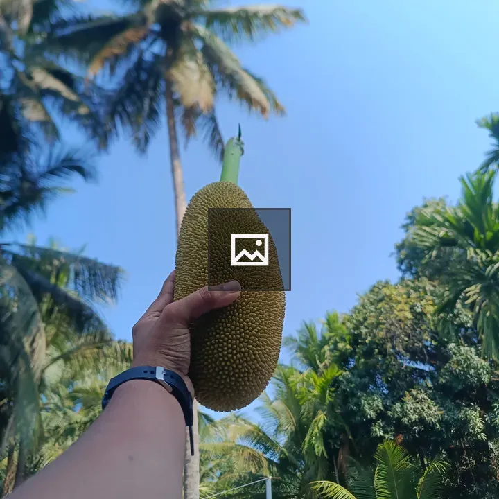 Breadfruit Held to the Sky